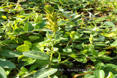 Alysicarpus sanjappae